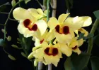 Các yếu tố ảnh hưởng đến sự sinh trưởng & phát triển ở cây lan