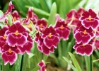 Các yếu tố ảnh hưởng đến sự sinh trưởng & phát triển ở cây lan