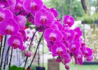 Các yếu tố ảnh hưởng đến sự sinh trưởng & phát triển ở cây lan