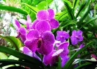 Các yếu tố ảnh hưởng đến sự sinh trưởng & phát triển ở cây lan