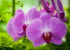 Các yếu tố ảnh hưởng đến sự sinh trưởng & phát triển ở cây lan